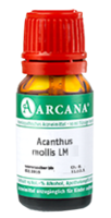 ACANTHUS mollis LM 30 Dilution