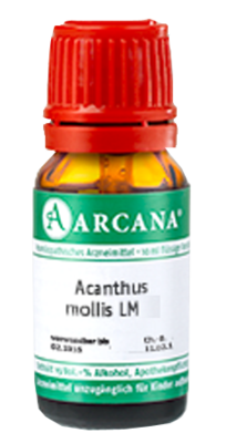 ACANTHUS mollis LM 75 Dilution