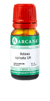 ACTAEA SPICATA LM 10 Dilution