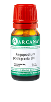 AEGOPODIUM podagraria LM 30 Dilution