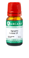 AGRAPHIS NUTANS LM 1 Dilution