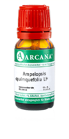 AMPELOPSIS quinquefolia LM 5 Dilution