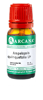 AMPELOPSIS quinquefolia LM 15 Dilution