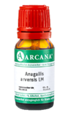 ANAGALLIS ARVENSIS LM 1 Dilution