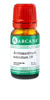 ANTHOXANTHUM odoratum LM 5 Dilution